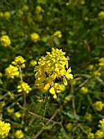 Moutarde (prise a Lens)(2)